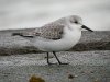 Sanderling at Southend Seafront (Steve Arlow) (110407 bytes)